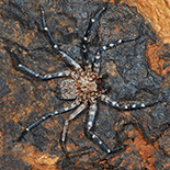 Selenops radiatus